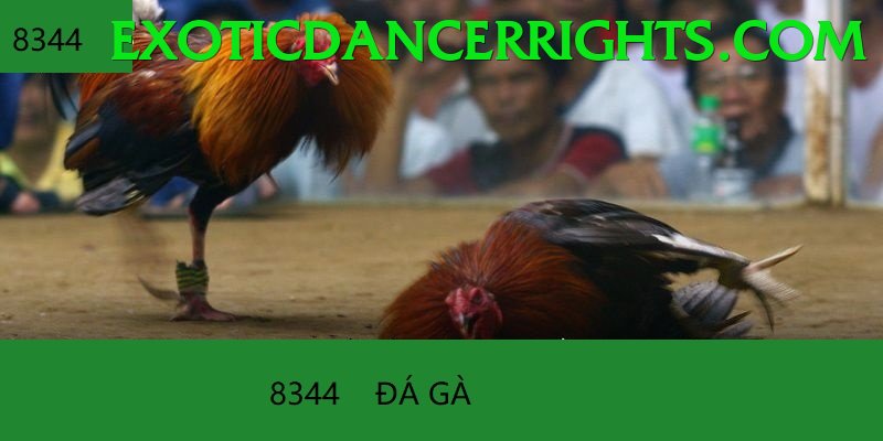 Đá Gà Trực Tiếp - debet